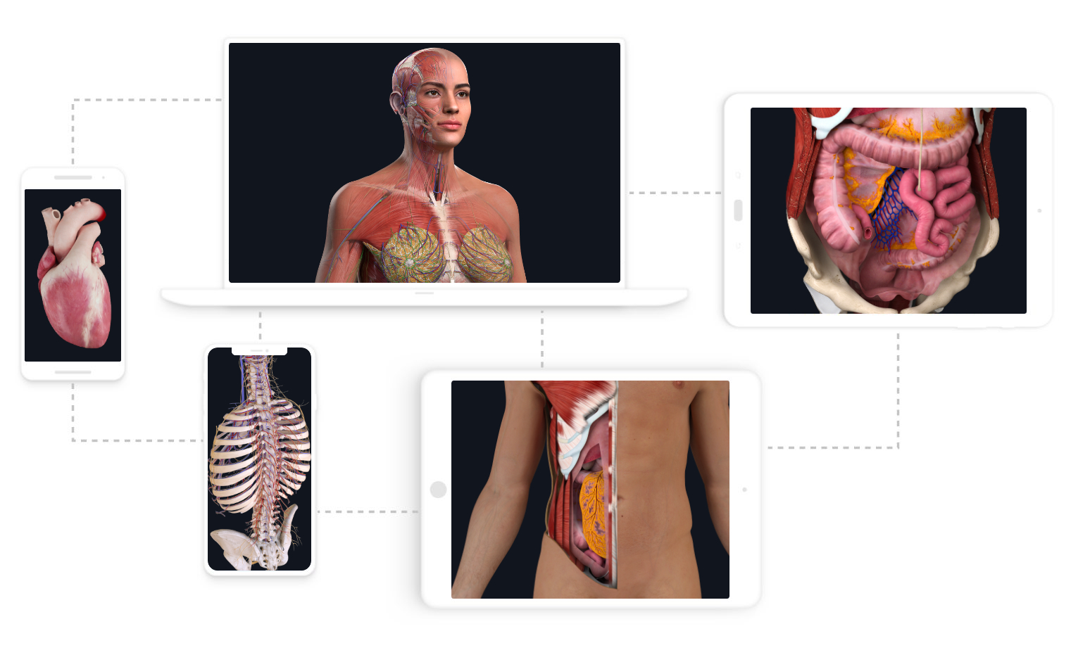 C. Anatomy for Mac – Download Professional Ver...